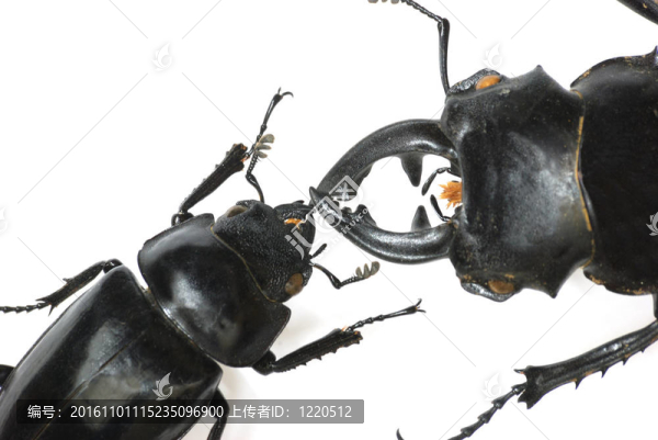 昆蟲(chóng)鍬甲蟲(chóng)的吻