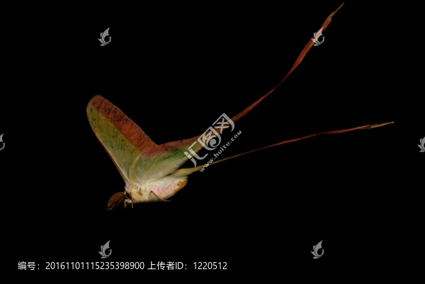 長尾蝴蝶