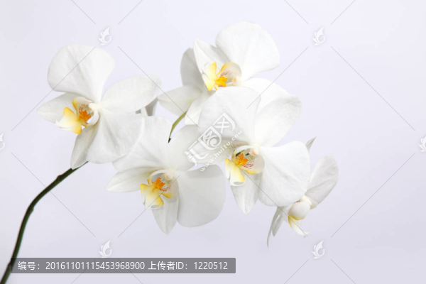 美麗的蘭花