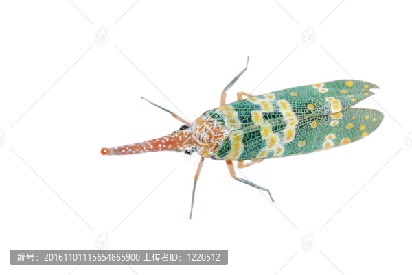 昆蟲燈籠飛蟬