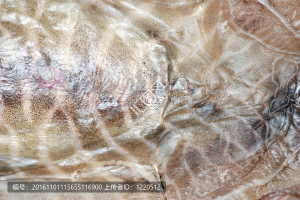 墨魚的皮膚紋理