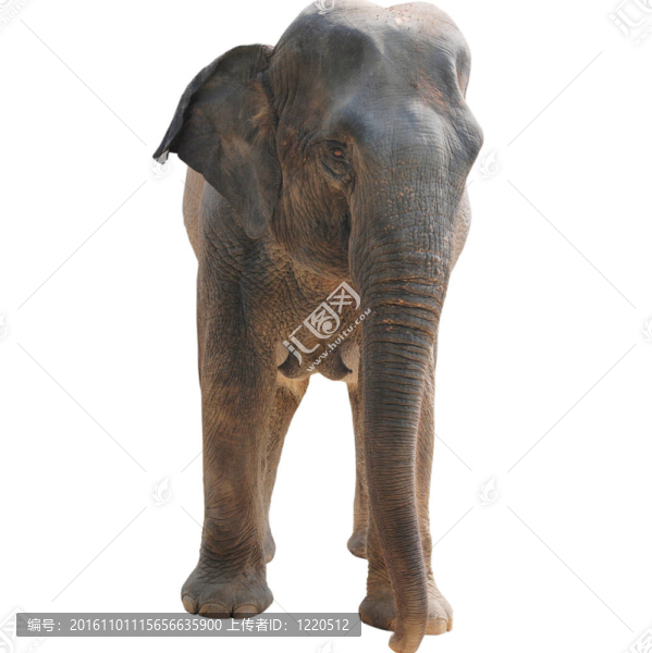 動物大象