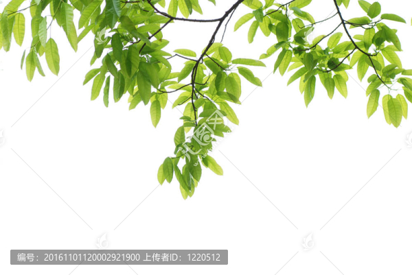 春性綠葉