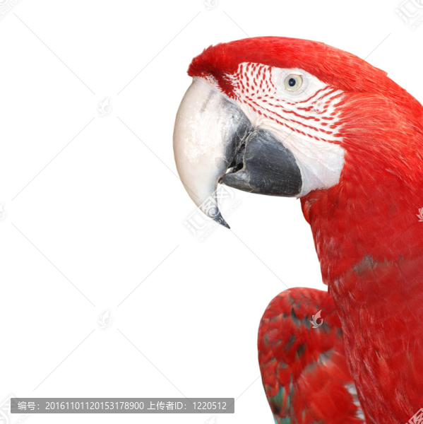 金剛鸚鵡鳥分離