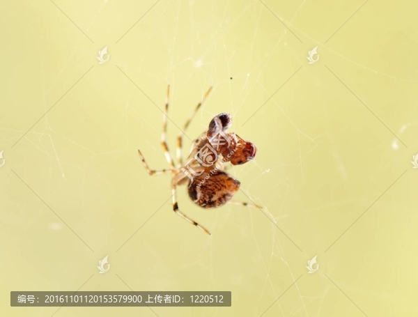 蜘蛛網(wǎng)的蜘蛛