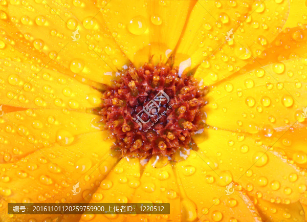 橙花金盞花的露水