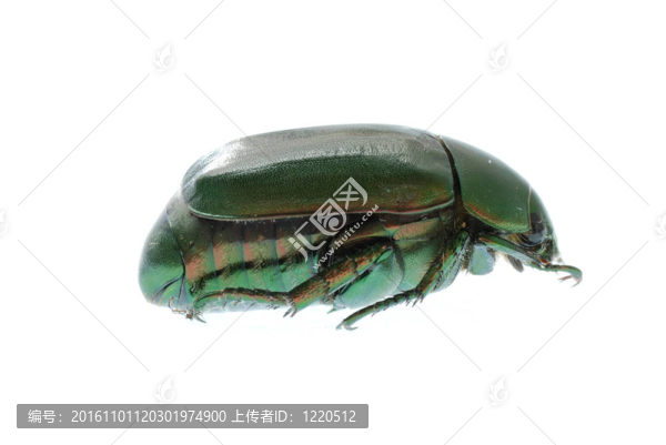 白色綠色甲蟲昆蟲