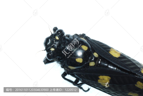 昆蟲蟬蟲分離