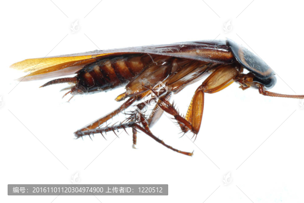 昆蟲死亡蟑螂