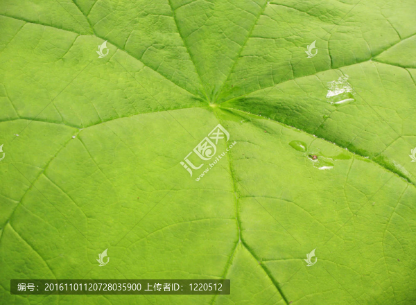 一個astilboides葉