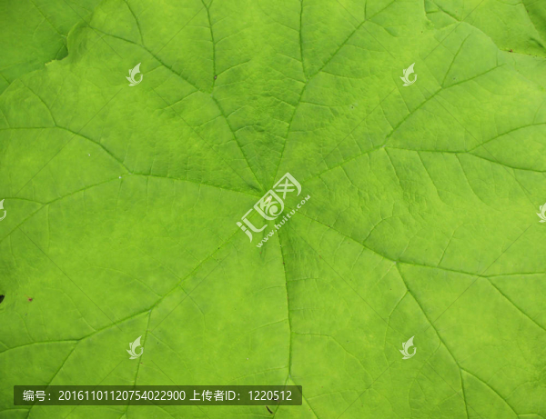 一個astilboides葉