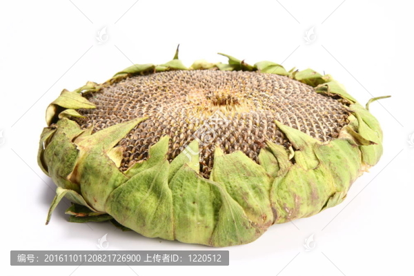 向日葵
