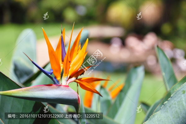 美麗的天堂鳥(niǎo)；稱(chēng)鶴望蘭。特內(nèi)里費(fèi)島上的公園；金絲雀。
