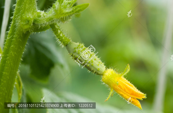 黃瓜與花；宏觀