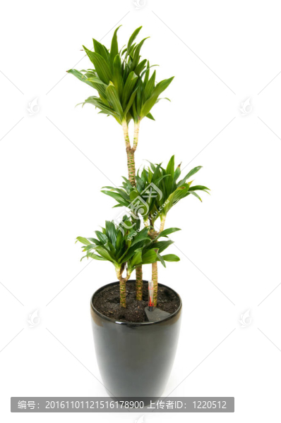 龍血樹屬植物中分離得到的白色背景