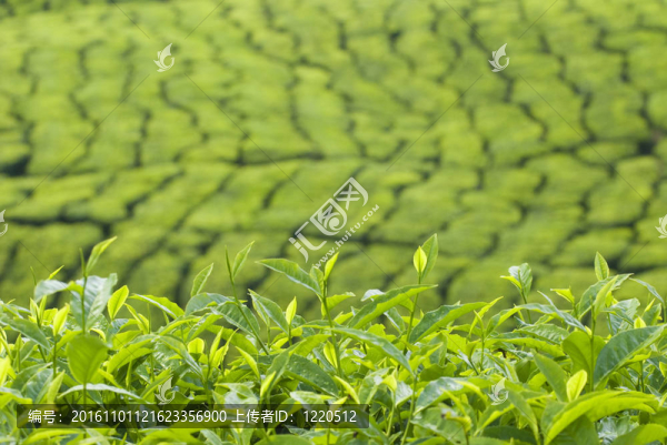 茶園