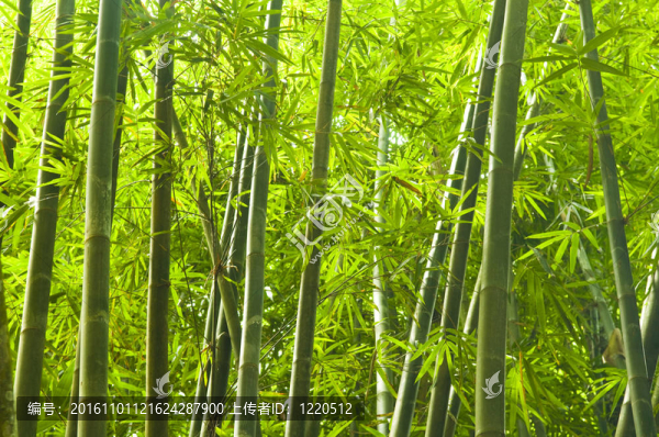 竹