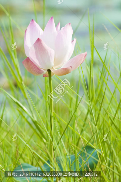 有綠色背景的蓮花