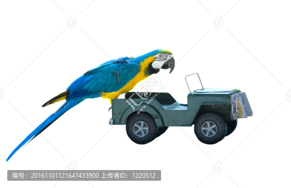 玩具車上的隔離鸚鵡