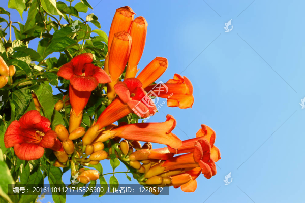 eccremocarpus枝開(kāi)花