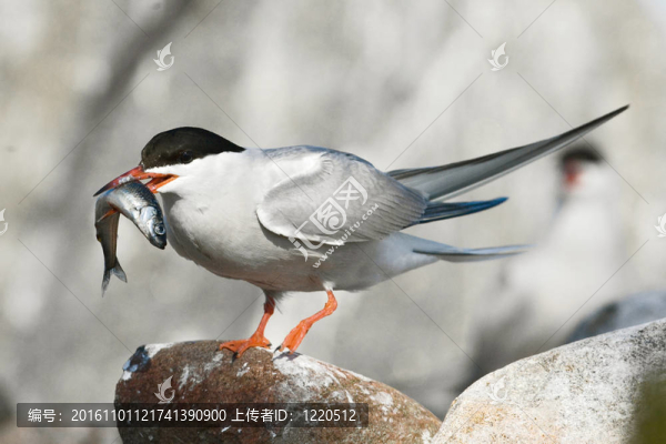 Boaster。