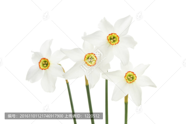 水仙的花組