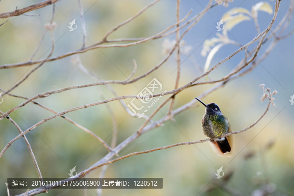 樹枝里的嗡嗡鳥。