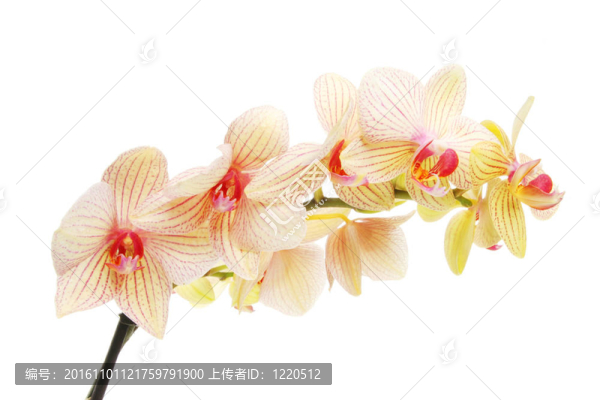 蘭花花噴霧