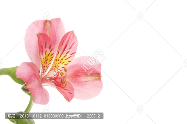 紅天莉莉花