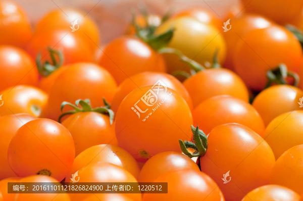 收獲的黃色西紅柿