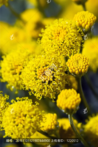 Santolina棉紫色的花；