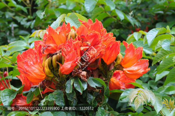 非洲郁金香花