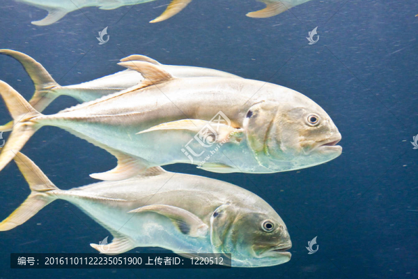 銀色的魚(yú)的游戲