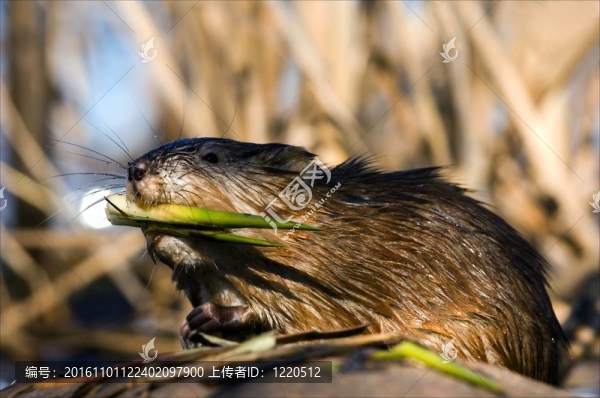 贏家。