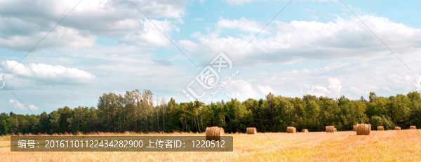 稻草