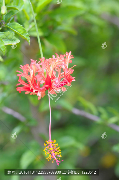 流蘇的芙蓉花