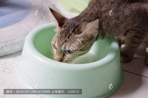貓喝