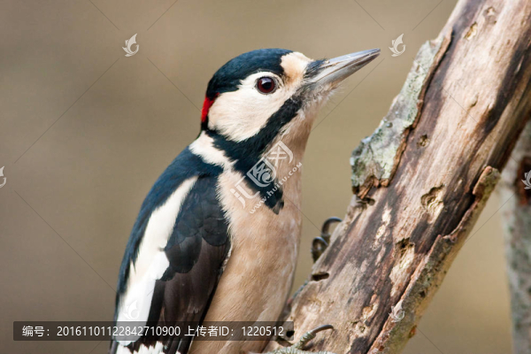 偉大的發(fā)現(xiàn)Woodpecker,Adult,Male