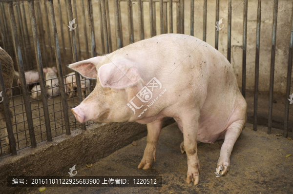 小豬豬等