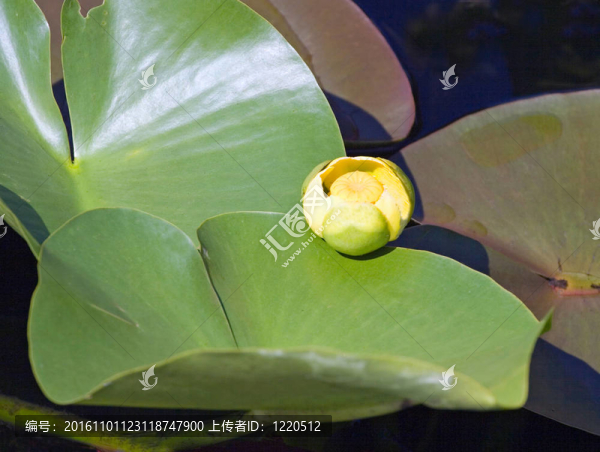 水百合