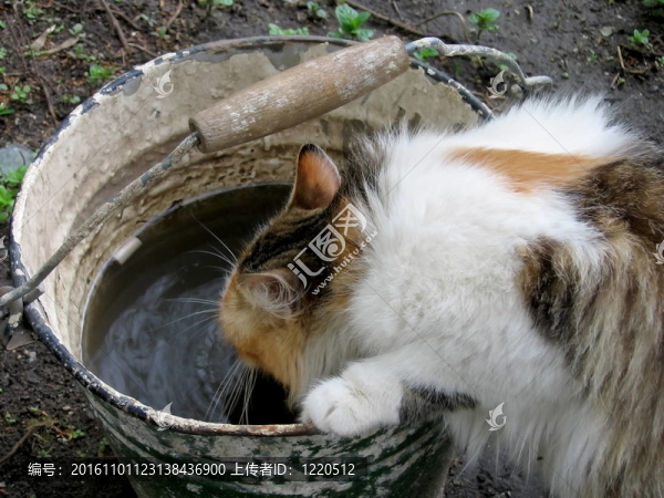 喝酒的貓
