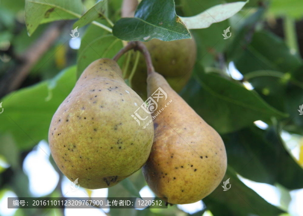 兩個(gè)梨