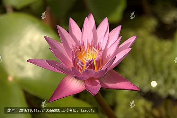 蓮花