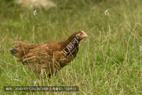 村雞