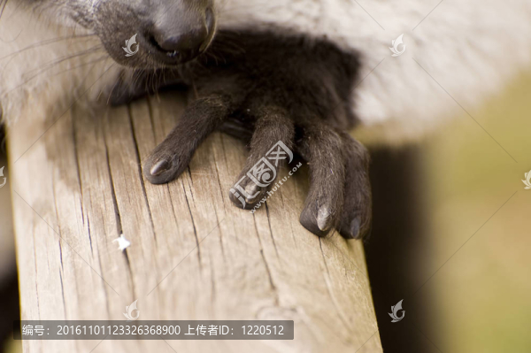 領(lǐng)狐猴在囚禁