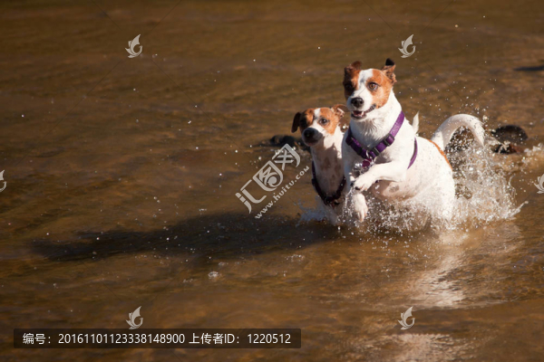 在水里玩好玩的杰克羅素梗犬