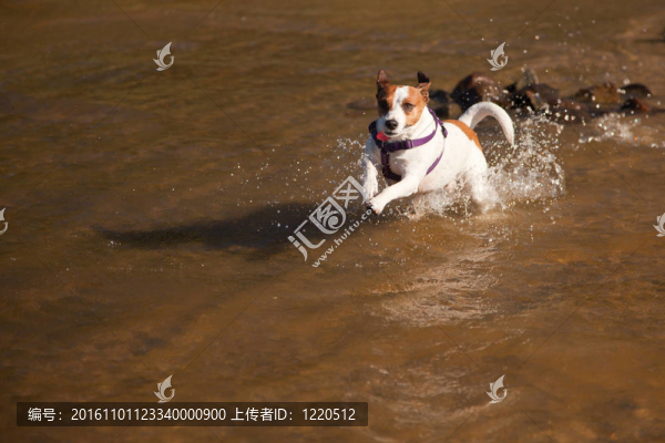 在水里玩好玩的杰克羅素梗犬
