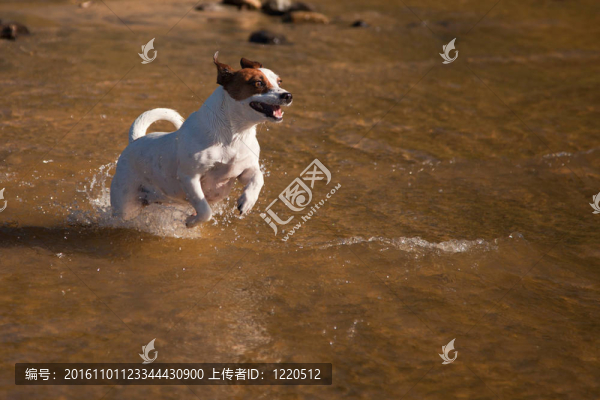 杰克羅素梗犬在水