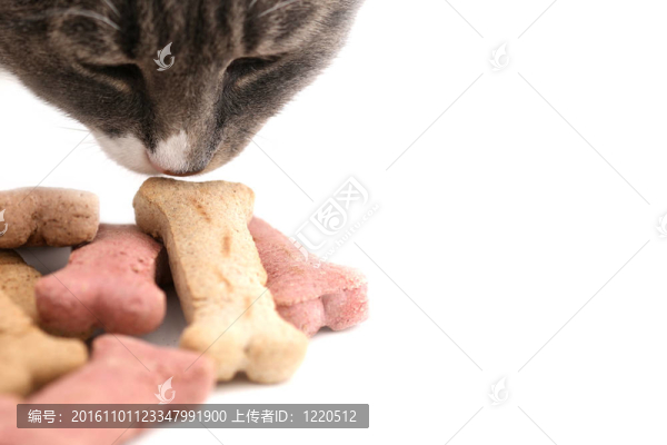 貓嗅狗治療