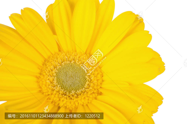 靠近黃格柏雛菊